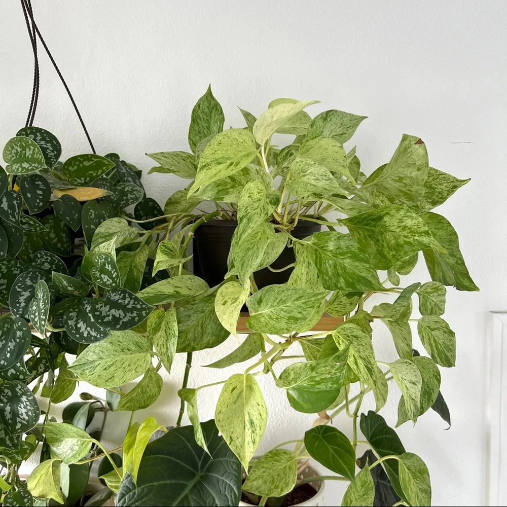 Vining plants bundle (peperomia hope, philo Brasil, marble queen, cebu blue) - Picture 3 of 5